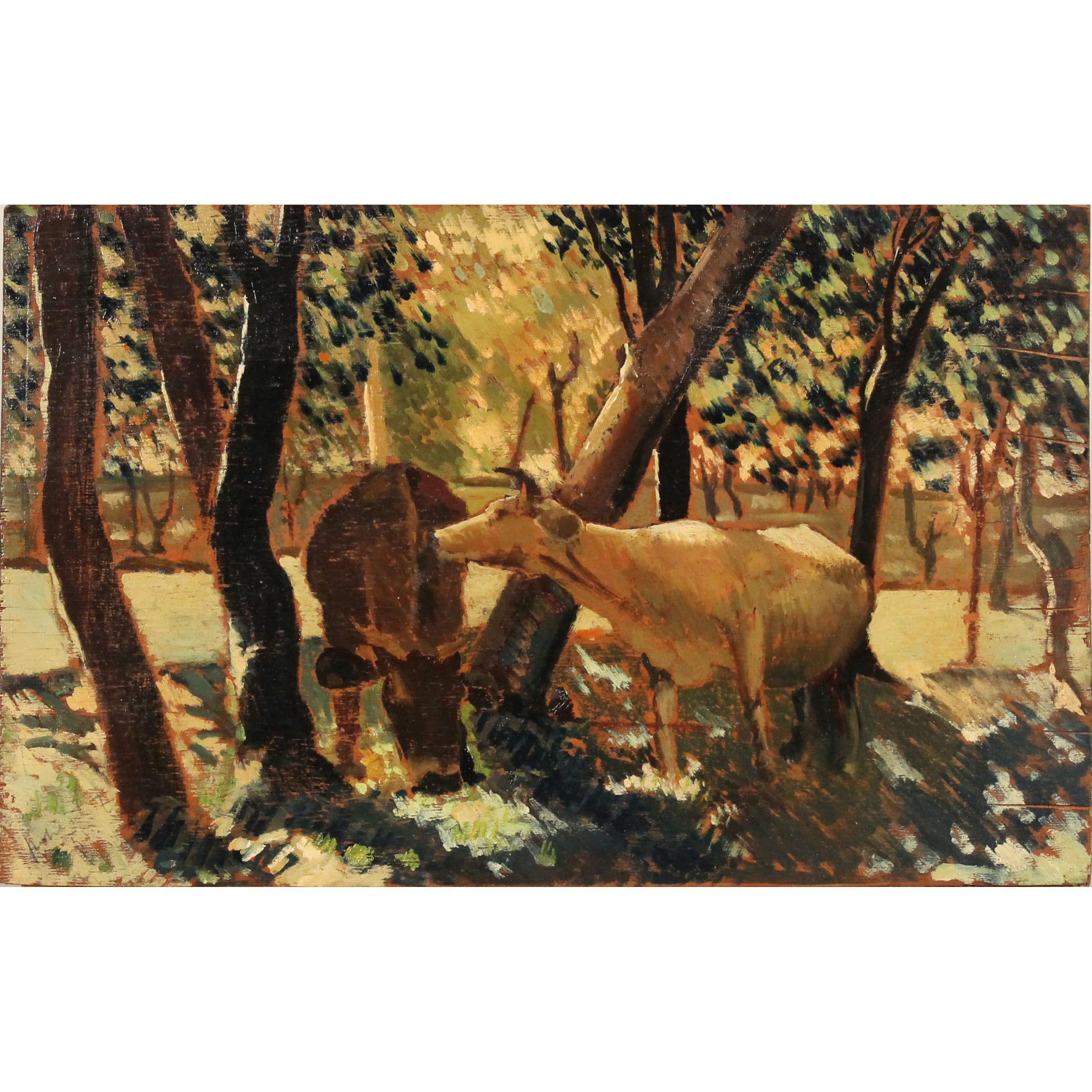 Mucche al pascolo - Grazing cows